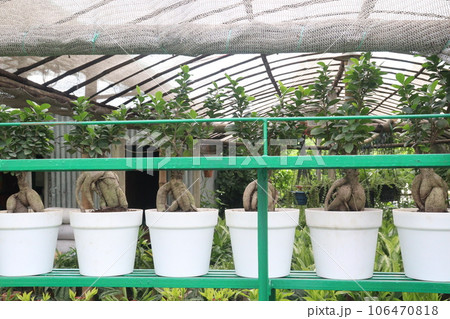 Ficus microcarpa tree on pot in farm 106470818