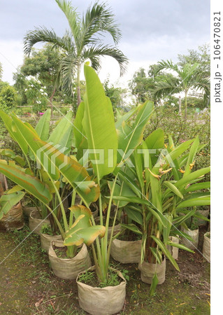 Orange Heliconia flower plant on farm Orange Heliconia flower plant on farm 106470821