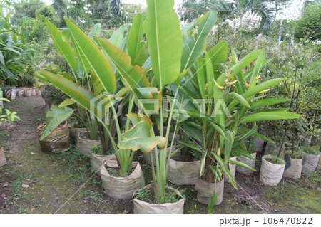 Orange Heliconia flower plant on farm Orange Heliconia flower plant on farm 106470822