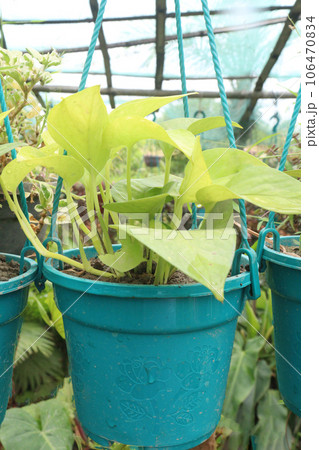 devil's ivy neon plant on hanging pot devil's ivy neon plant on hanging pot 106470834