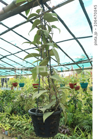 Hoya carnosa tree on hanging pot Hoya carnosa tree on hanging pot 106470845