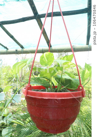 Devil's ivy tree on hanging pot in farm Devil's ivy tree on hanging pot in farm 106470846