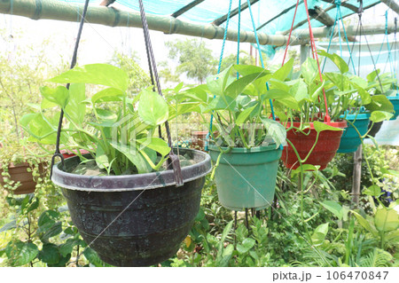 Devil's ivy tree on hanging pot in farm Devil's ivy tree on hanging pot in farm 106470847