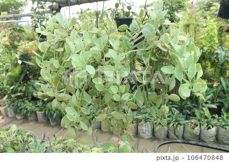 Dischidia leaf on hanging pot in farm Dischidia leaf on hanging pot in farm 106470848