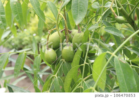 Spondias dulcis fruit with tree on farm for cultivate 106470853