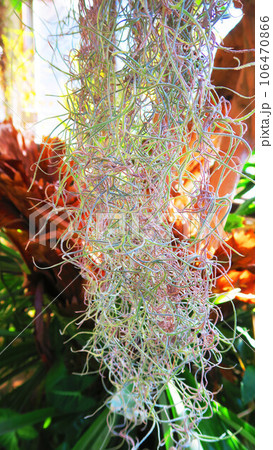 サルオガセモドキの風景 サルオガセモドキの風景 106470866