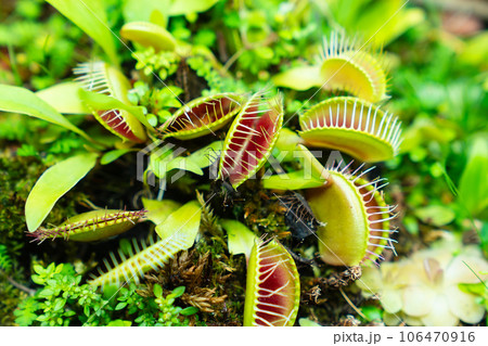Venus flytrap. carnivorous plants of the marshlands. Venus flytrap. carnivorous plants of the marshlands. 106470916