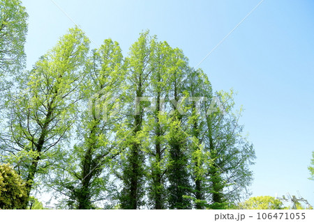 メタセコイアの若葉 メタセコイアの若葉 106471055