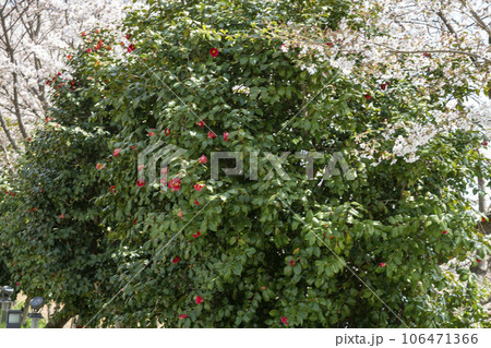 Yeongsan River bicycle path Yeongsan River bicycle path 106471366