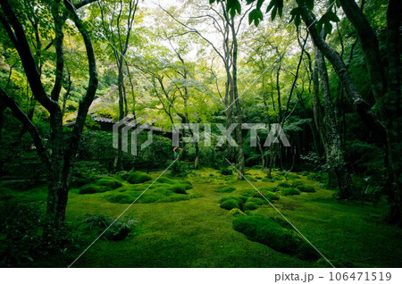 京都 夏の祇王寺を染める苔の緑と美しい和風の庭園の写真素材