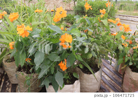 crossandra flower tree on farm 106471725