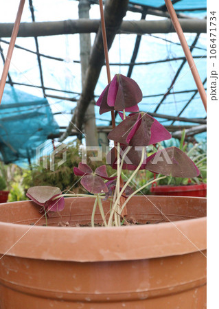 Oxalis triangularis tree on hanging pot on farm Oxalis triangularis tree on hanging pot on farm 106471734