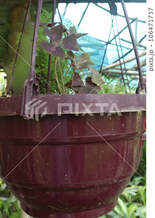 Oxalis triangularis tree on hanging pot on farm 106471737