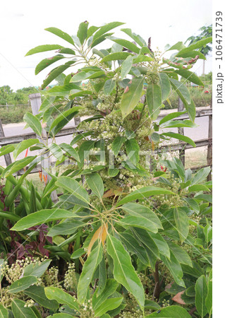elaeocarpus serratus also called Ceylon olive on farm elaeocarpus serratus also called Ceylon olive on farm 106471739