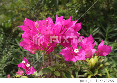Bougainvillea spectabilis flower plant on nursery Bougainvillea spectabilis flower plant on nursery 106471755