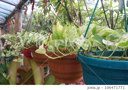 Devil's ivy tree on hanging pot in farm Devil's ivy tree on hanging pot in farm 106471771