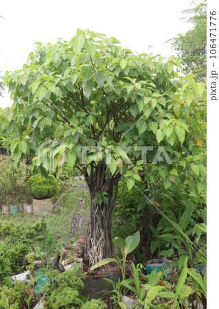Sacred fig tree on farm Sacred fig tree on farm 106471776