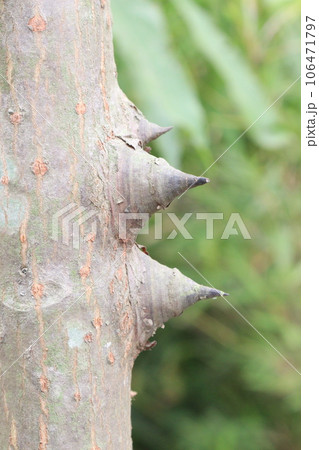 Spikey Tree Trunk on tree 106471797