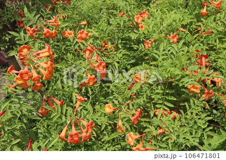 Trumpet vine flower plant on farm 106471801