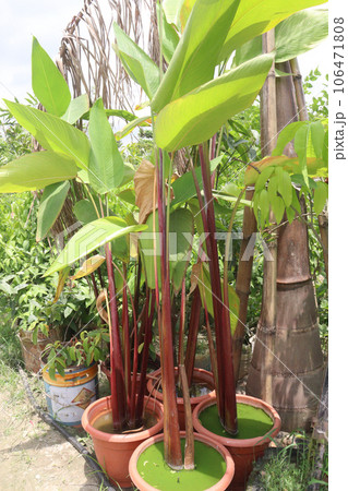 Thalia Geniculata leaf plant on farm Thalia Geniculata leaf plant on farm 106471808