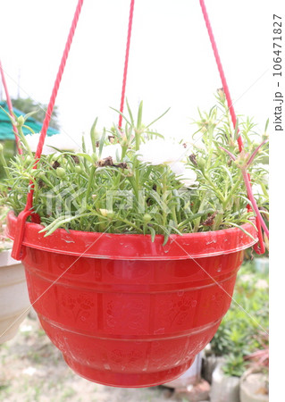 Moss-rose purslane flower on hanging pot 106471827