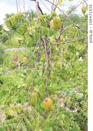 Carambola also known as star fruit on tree in farm Carambola also known as star fruit on tree in farm 106471838