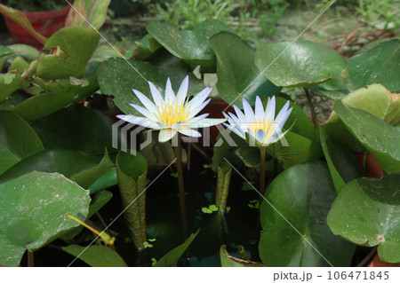 Pygmy water lily flower plant on pot in farm 106471845