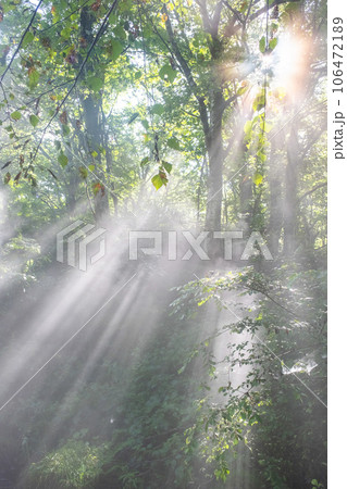 森に差し込む光 森に差し込む光 106472189