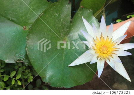 Pygmy water lily flower plant on pot in farm 106472222