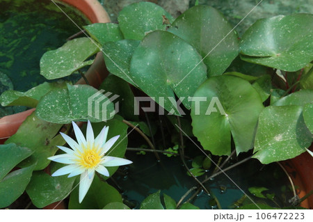 Pygmy water lily flower plant on pot in farm 106472223