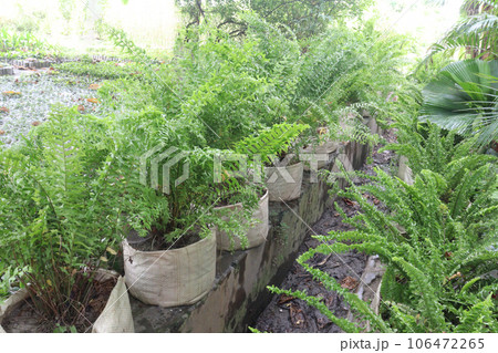 fern tree on farm for sell 106472265