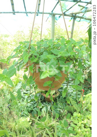 Small leaf spiderwort leaf plant on hanging pot in farm Small leaf spiderwort leaf plant on hanging pot in farm 106472283