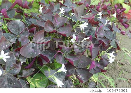 Oxalis triangularis tree on hanging pot on farm 106472301
