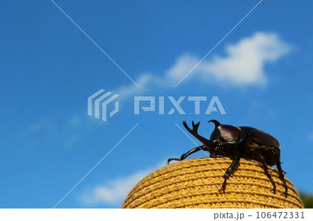 白い雲が浮かぶ青い夏空の下で麦わら帽子に登ってるカブトムシの風景 白い雲が浮かぶ青い夏空の下で麦わら帽子に登ってるカブトムシの風景 106472331