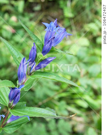 スイスアルプスの花　トウワタリンドウ (Gentiana asclepiadea) 106472407