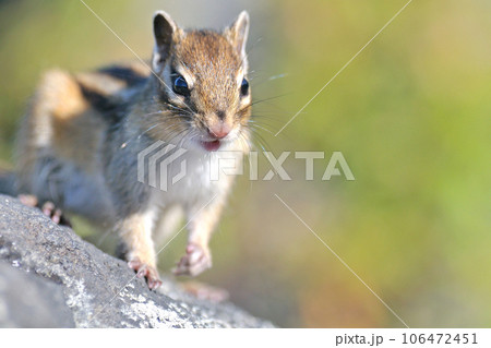 エゾシマリス 106472451