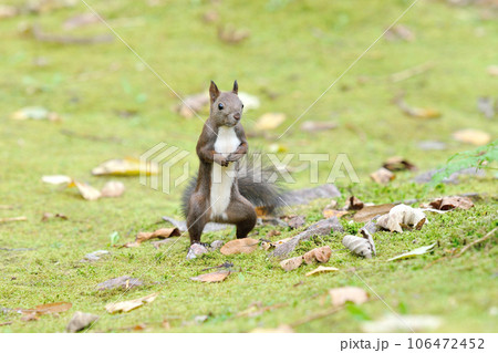 エゾリス 106472452