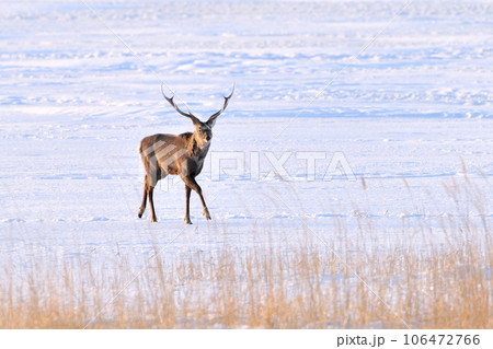 エゾシカ 106472766