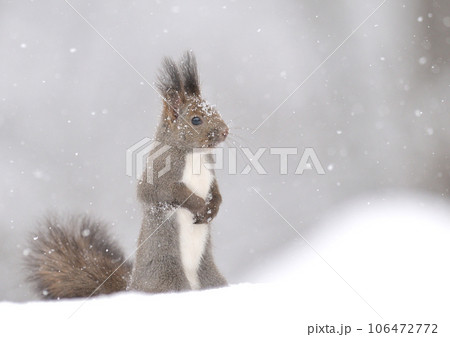 エゾリス 106472772