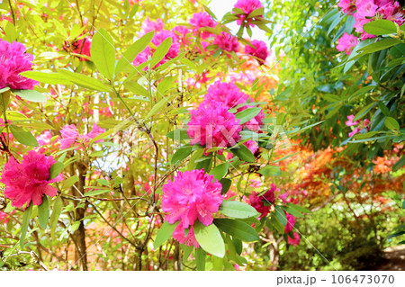 セイヨウシャクナゲの花 セイヨウシャクナゲの花 106473070