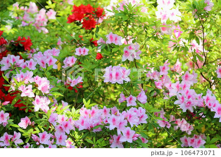 ヒラドツツジの花 満開 ヒラドツツジの花 満開 106473071