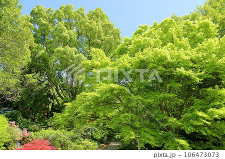 イロハモミジの若葉 イロハモミジの若葉 106473073