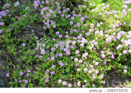タイムの花 満開 タイムの花 満開 106473076