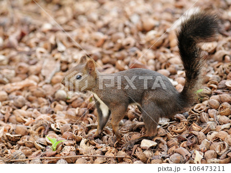 エゾリス エゾリス 106473211