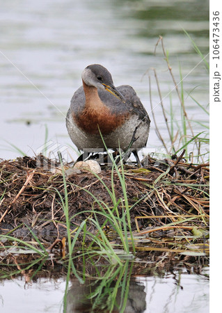 アカエリカイツブリ アカエリカイツブリ 106473436