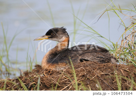 アカエリカイツブリ 106473504