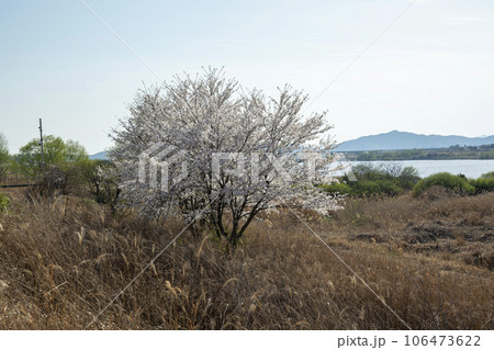 Yeongsan River bicycle path Yeongsan River bicycle path 106473622