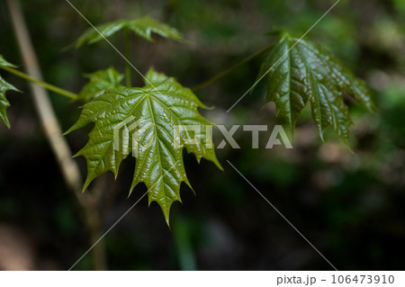 Selective focus of fresh green maple leaf on dark blured background Selective focus of fresh green maple leaf on dark blured background 106473910