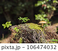 切株ときのこ 106474032