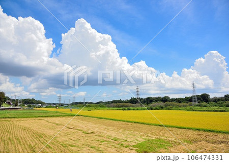 千葉市 長作町 秋の青空と色づく稲穂 千葉市 長作町 秋の青空と色づく稲穂 106474331